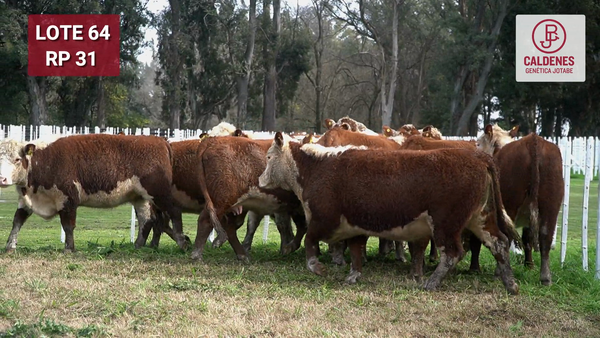 Lote VAQUILLONA RODEO GENERAL PREÑADAS POR INSEMINAC. ARTIFICIAL, PARICIÓN PRIMAVERA.