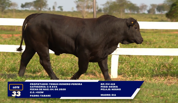 Lote LOTE 33