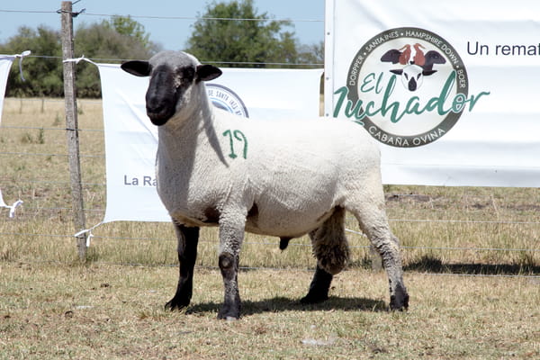 Lote OVINO HAMPSHIRE D. MACHO PPC