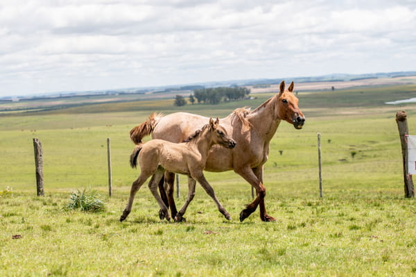 Lote CORONA DEL CEIBAL