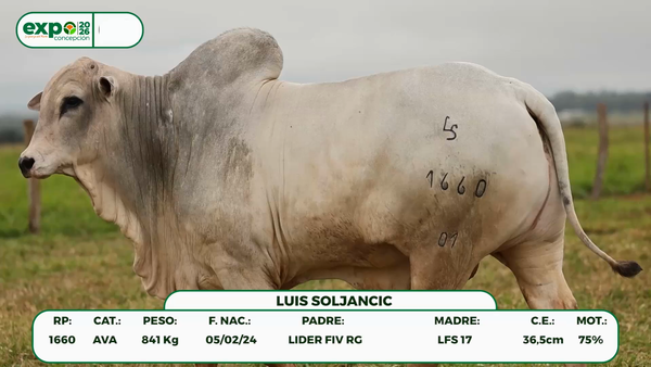 Lote Machos, Concepción