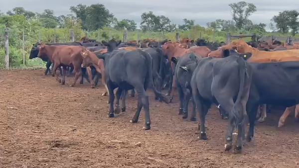 Lote 140 Vaquillonas en La Banda, Santiago del Estero