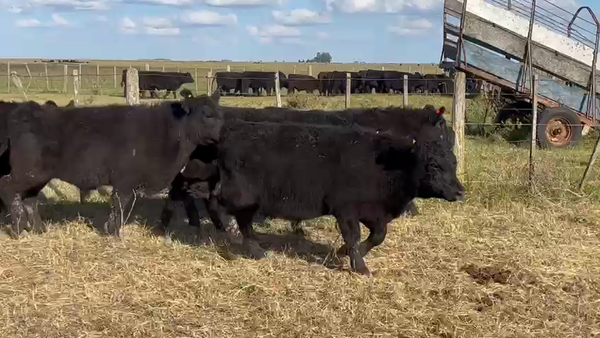 Lote 65 Terneros en Dolores, Buenos Aires