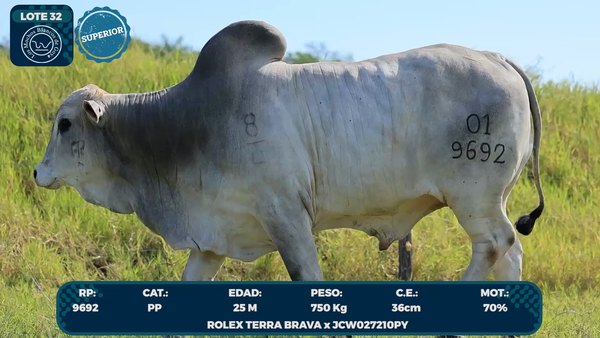 Lote LOTE 32