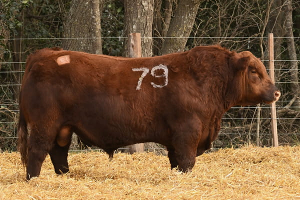 47051 — TOROS ANGUS PC