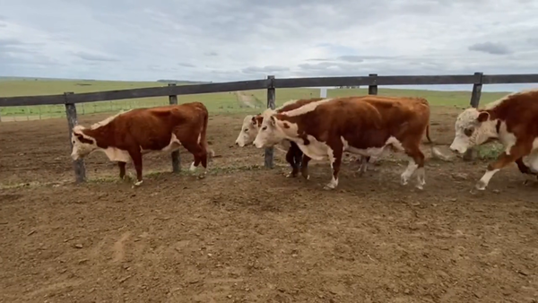 Lote Vacas de Invernada