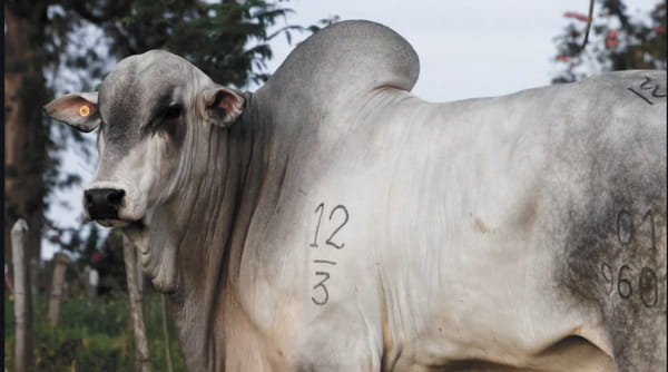 Lote LOTE 19