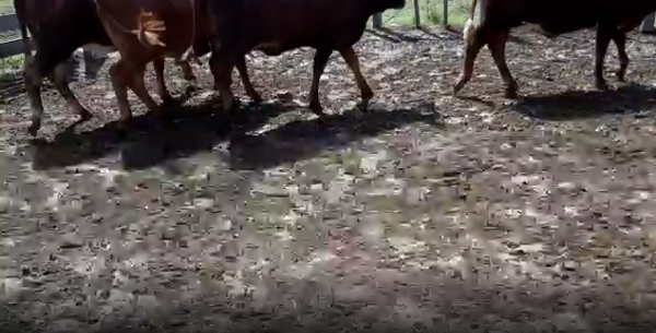 Lote 5 Vaquillonas en San José