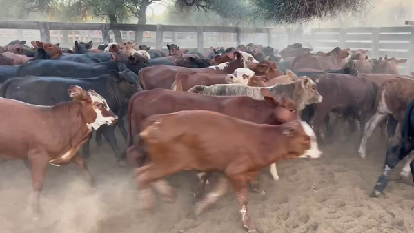 Lote 103 Terneros/as en Juan José Castelli, Chaco