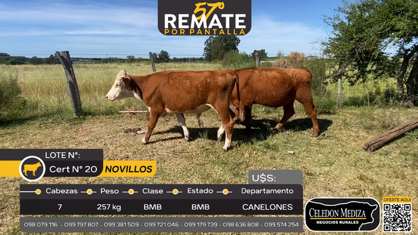 Lote 7 Novillos en Paso del Bote, Canelones