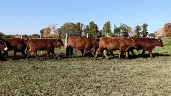 Lote 105 Terneros en Curuzú-Cuatiá, Corrientes