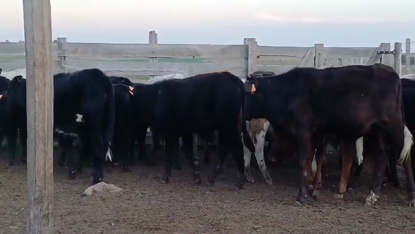 Lote (Vendido)26 Terneros ANGUS - AA/ HE - BR - BR/ HE 165kg -  en PUNTAS DEL SAUCE