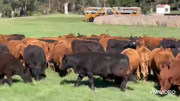 Lote 84 Novillitos en La gloria, La Pampa