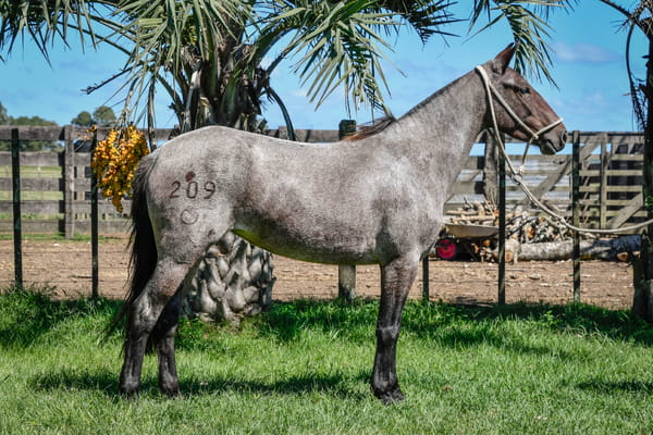 Lote PERUANA LA CALAVERA