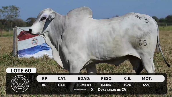 Lote LOTE 60