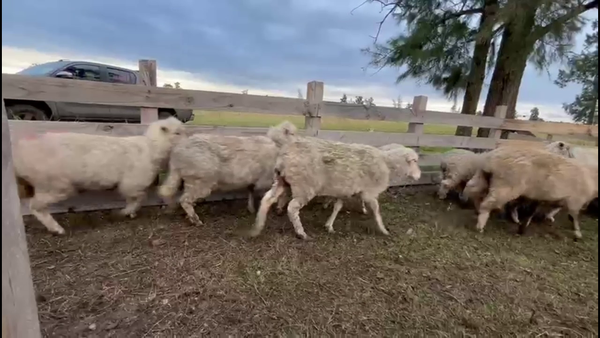 Lote OVEJAS Y BORREGAS ENCARNERADAS