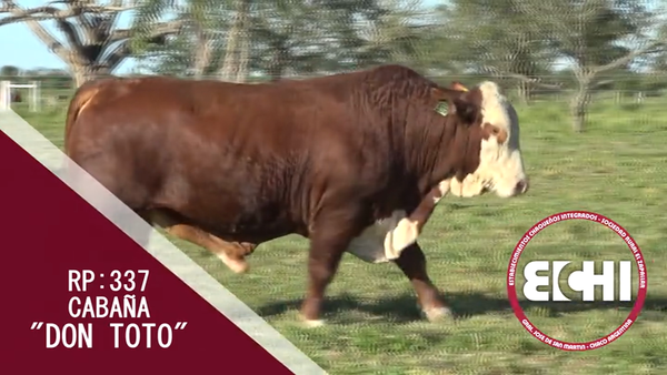 Lote TORO BRAFORD CABAÑA DON TOTO