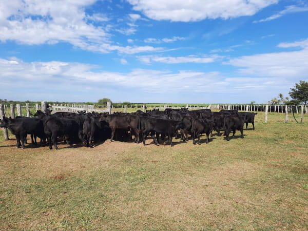 Lote SAENZ VALIENTE, BULLRICH Y Cia. S.A.