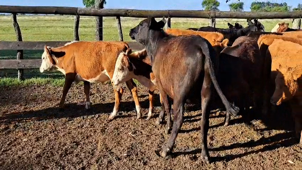 Lote 48 Novillitos en Entre Ríos, San Jaime