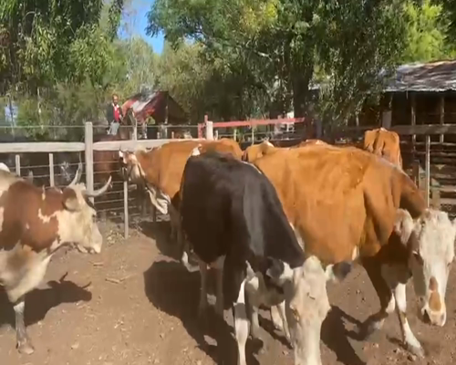 Lote VACAS INVERNADA