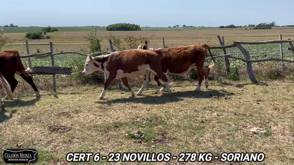 Lote 23 Novillos 1 a 2 años en Agraciada, Soriano