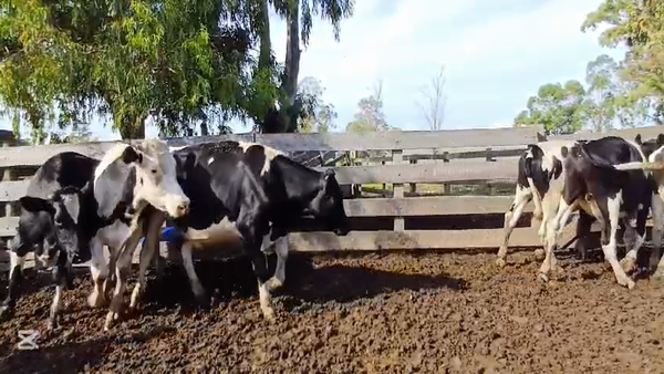 Lote NOVILLOS HOLANDO