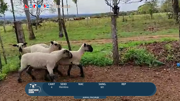 Lote LOTE 67 - CAMPO