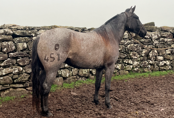 Lote SOÑADA GAITERA