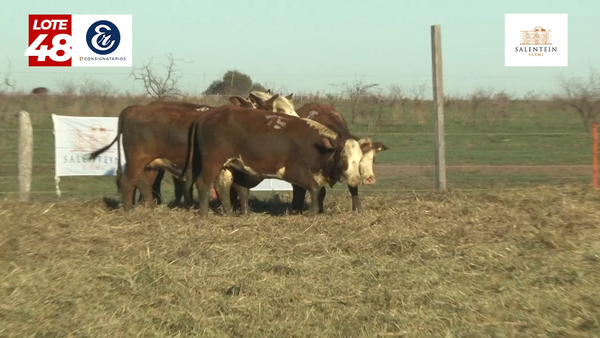 Lote Vaquillas Braford Generales Señal ´20-Preñadas IATF (22-12-2022) y Servicio Colectivo (01/01/23 al 05/02/23)