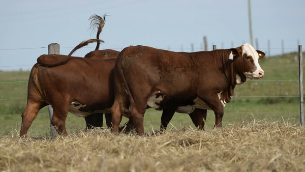 Lote Vaquilla Para Servicio