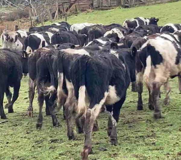 Lote 60 Novillo Engorda en Purranque, X Región Los Lagos