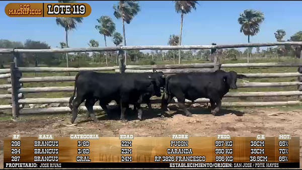 Lote LOTE 119 - VIVO