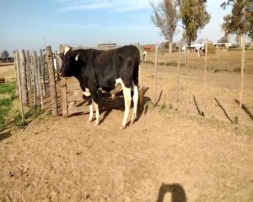 Lote TORO RP970 LA REFORMA