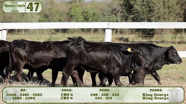 Lote LOTE 47