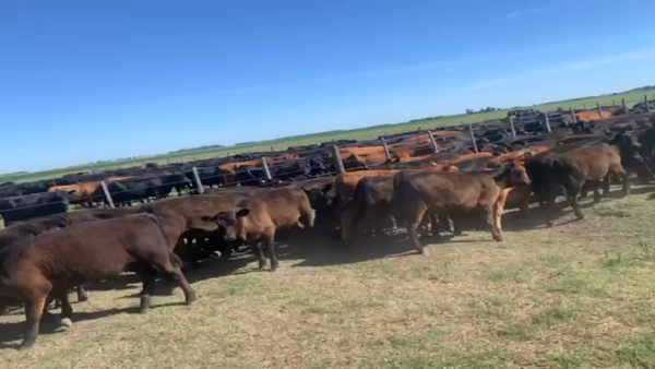 Lote 65 Terneros en Los Toldos