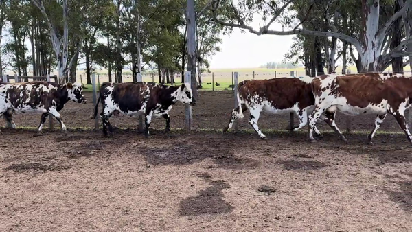Lote VACAS DE INVERNADA