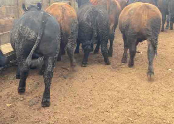 Lote 37 Novillo Gordo en Melipilla, Región Metropolitana