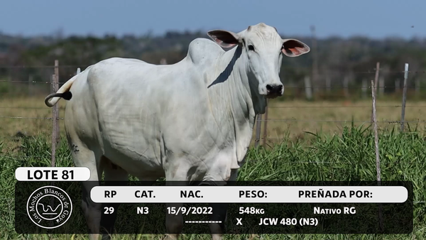 Lote LOTE 81