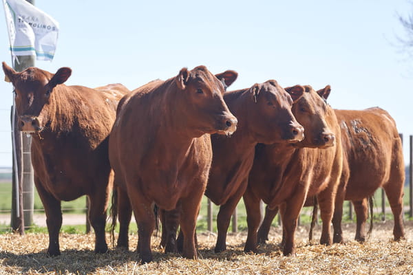 Lote "TRES MOLINOS" VAQUILLAS Con Servicio