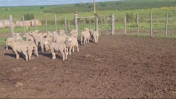 Lote (Vendido)20 Corderos 25kg -  en LARRAÑAGA