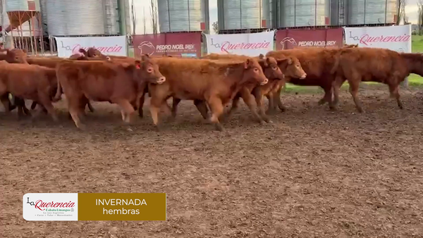 Lote Terneras