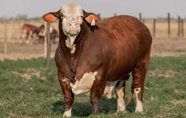 Lote Toro Braford -  Los Charabones