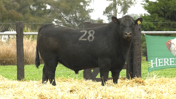 Lote TOROS ANGUS PURO CONTROLADO