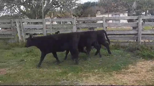 Lote (Vendido)3 Terneras ANGUS 235kg -  en AGRACIADA