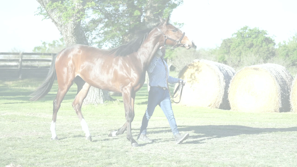 Lote KI BAILARINA (KIRAN -  I CAN'T DANCE)