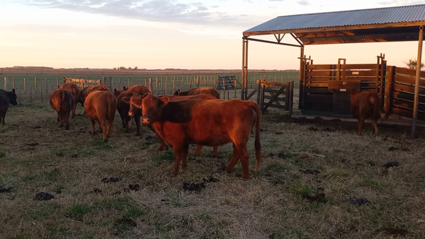 Lote 8 Vacas medio uso en Daireaux