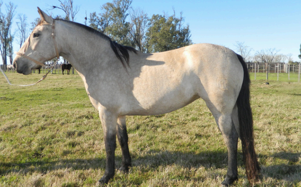 Lote MATRIARCA 218 DE NC