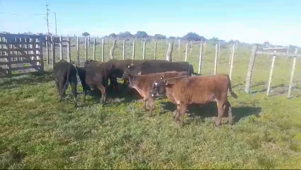 Lote (Vendido)10 Terneros ANGUS 155kg -  en PASO HOSPITAL