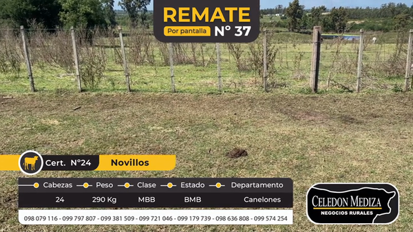 Lote 24 Novillos en Canelones