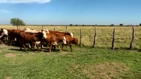 Lote 58 Terneras en Mercedes, Corrientes